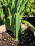 TRICHOCEREUS SCOPULICOLA pure