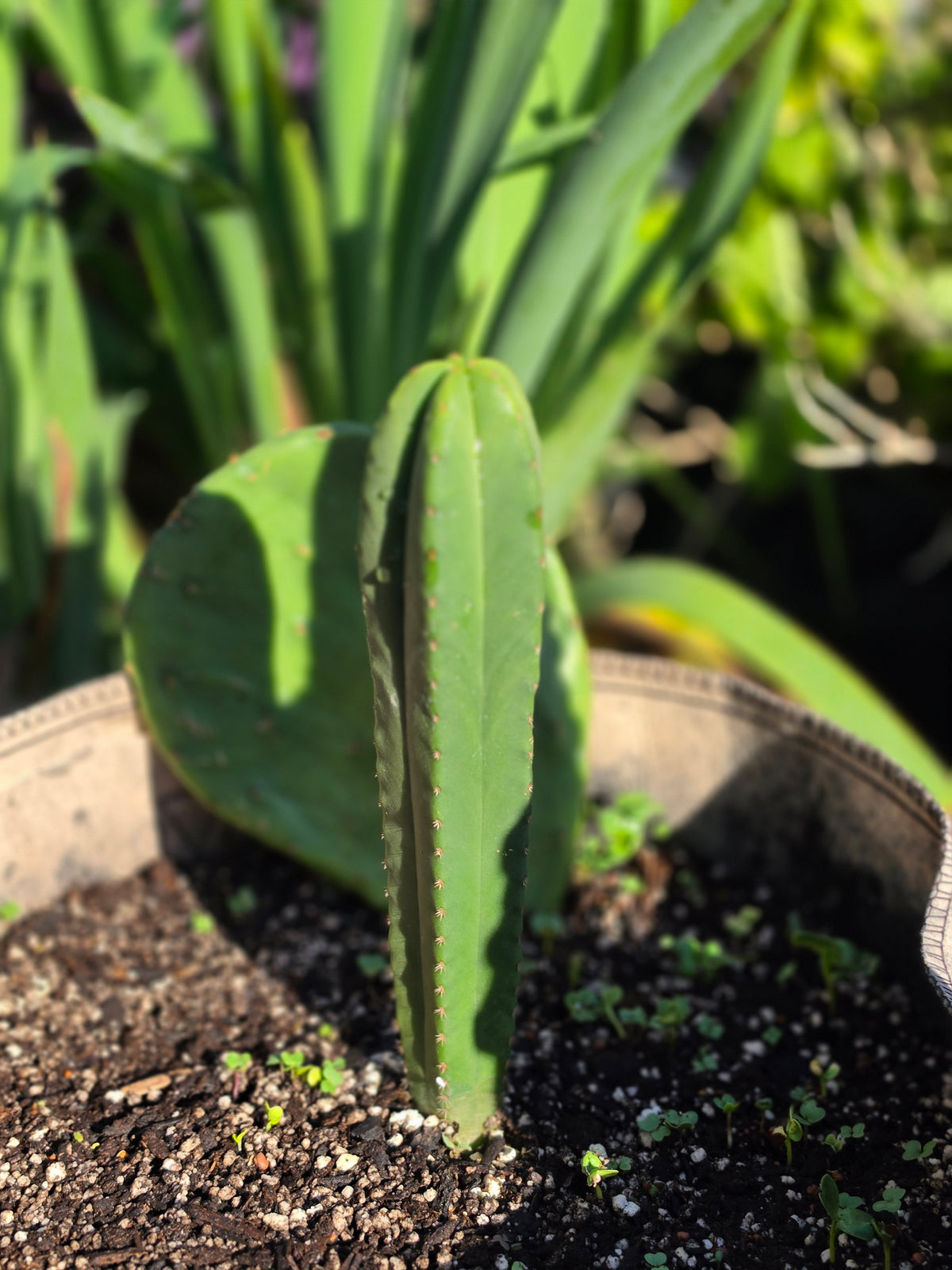TRICHOCEREUS SCOPULICOLA pure