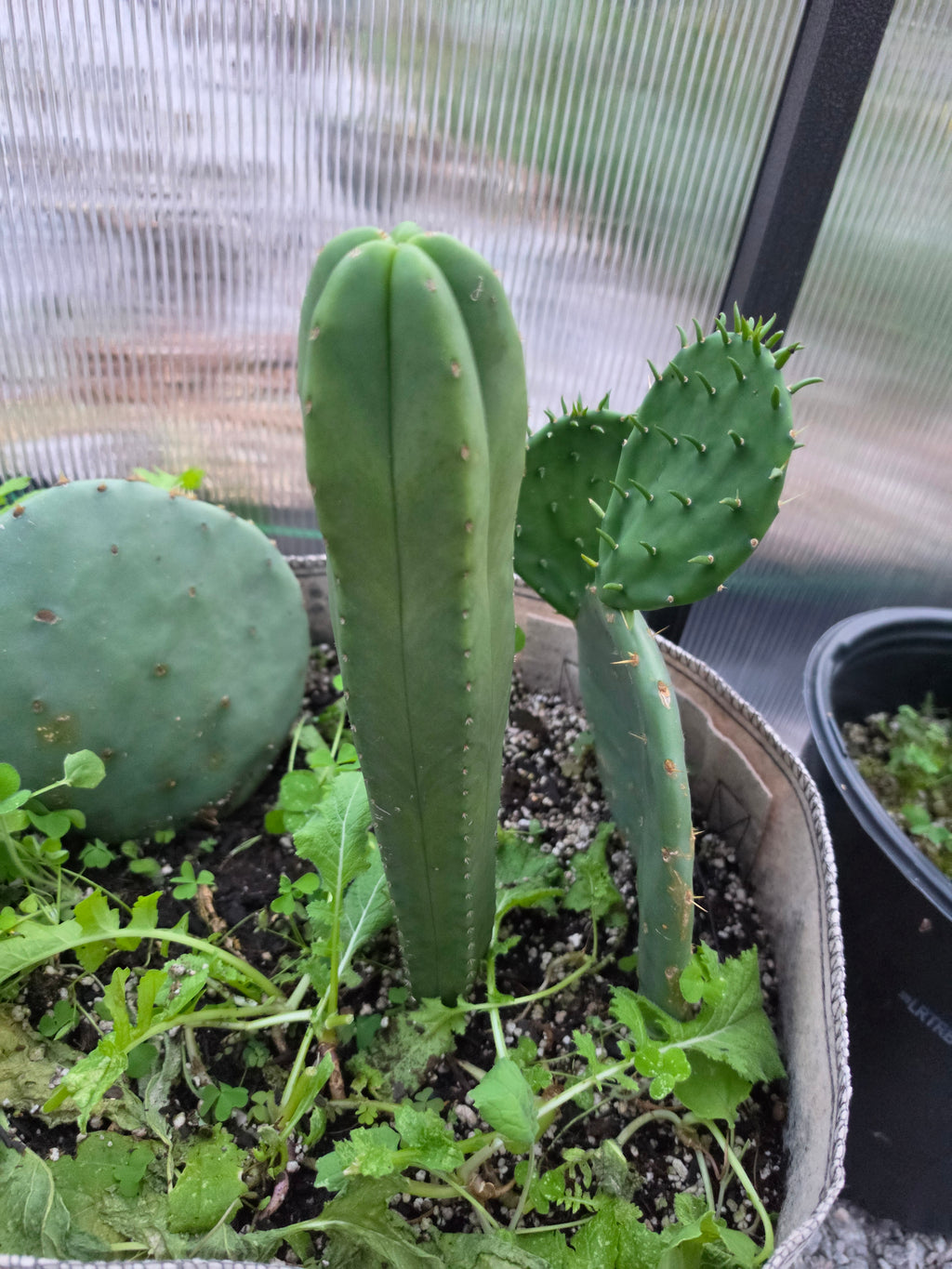 Eastern prickly pear pads