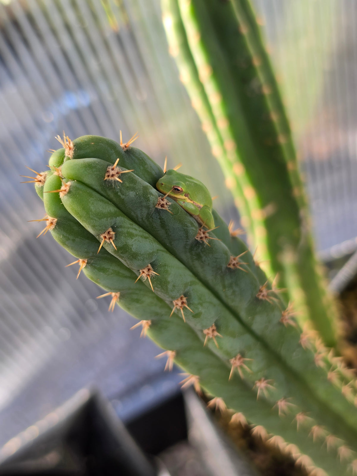 Noid trichocereus