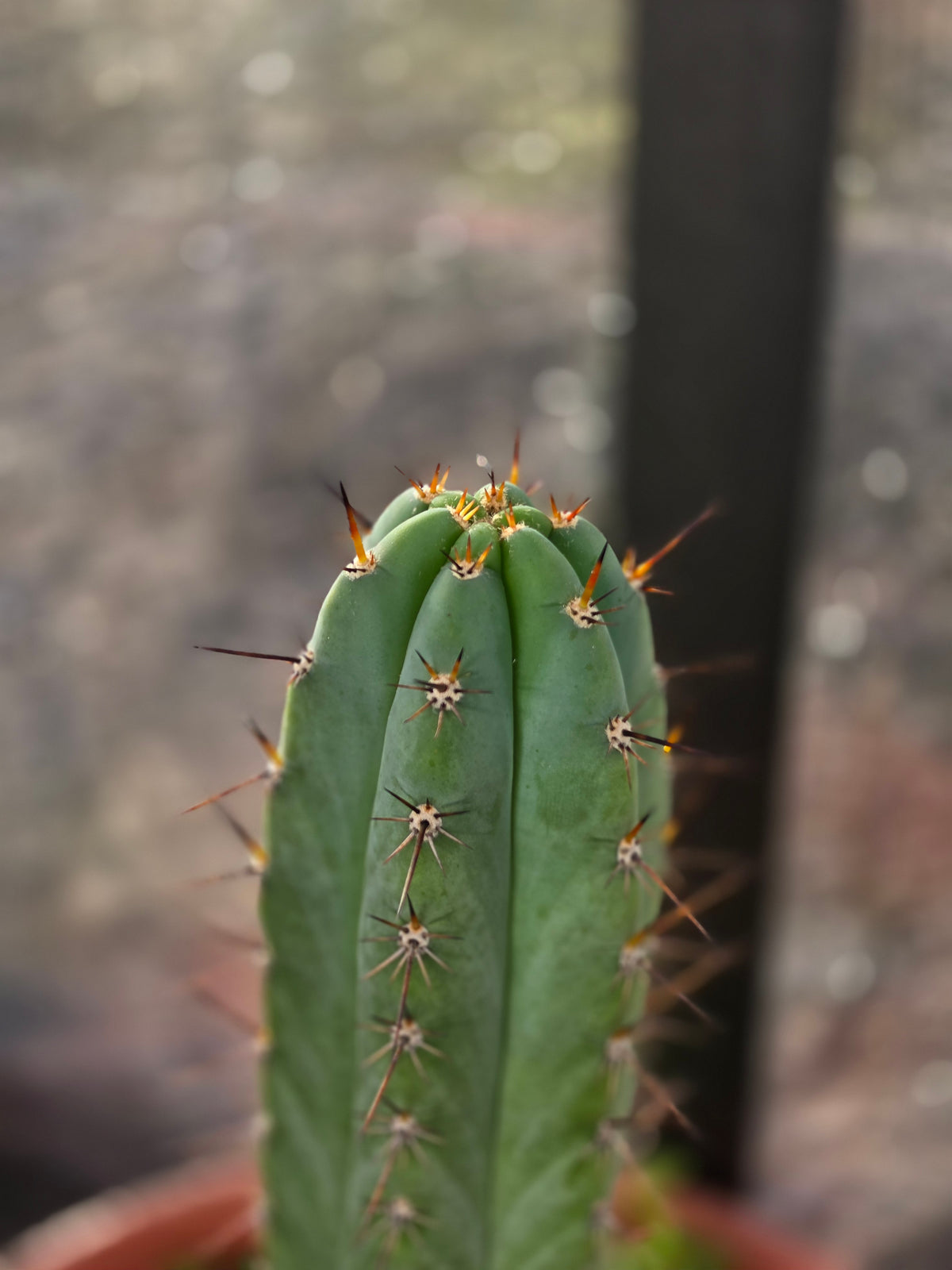 Noid trichocereus