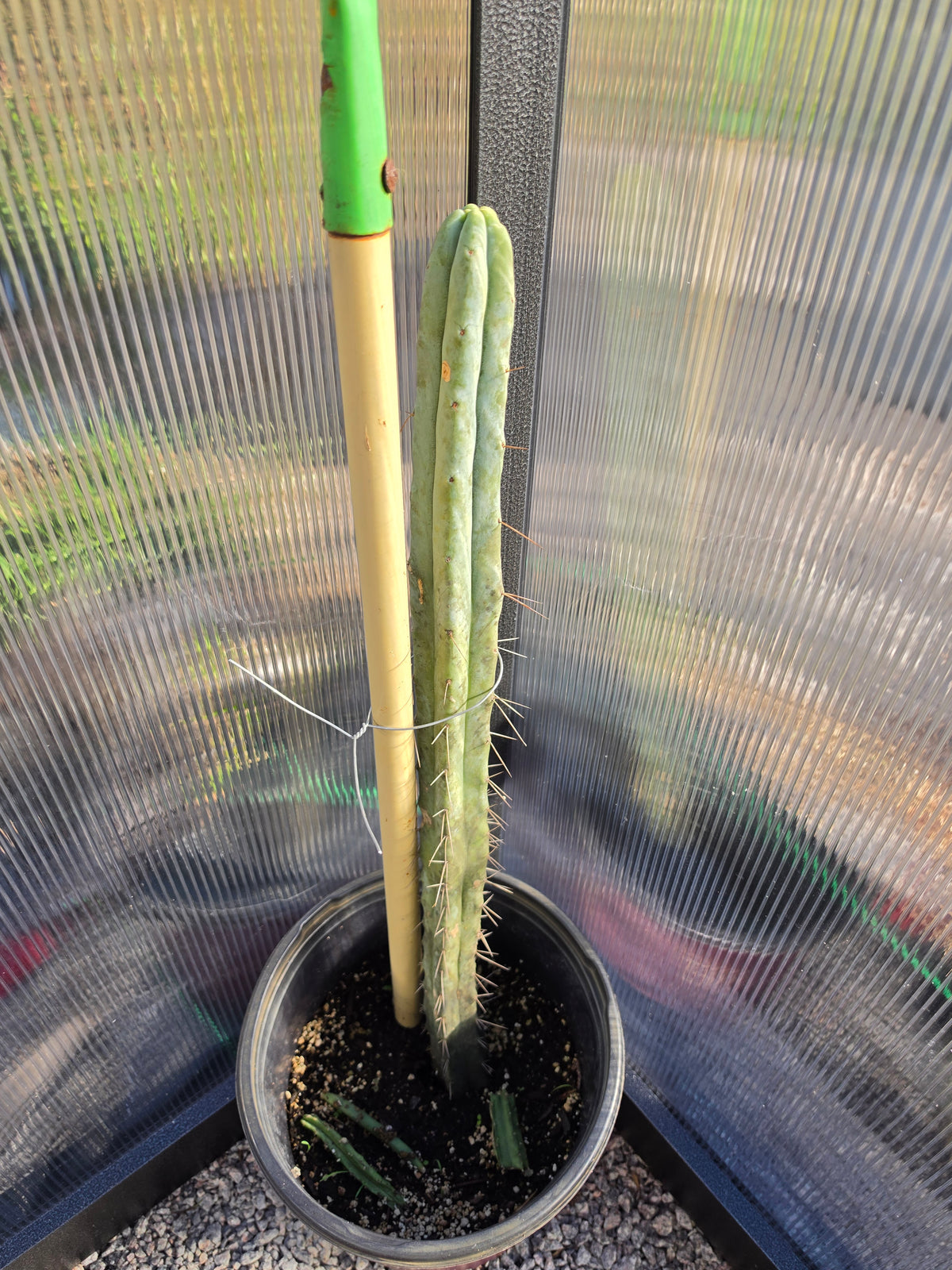 Bridgesii