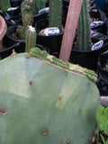 Trichocereus graft
