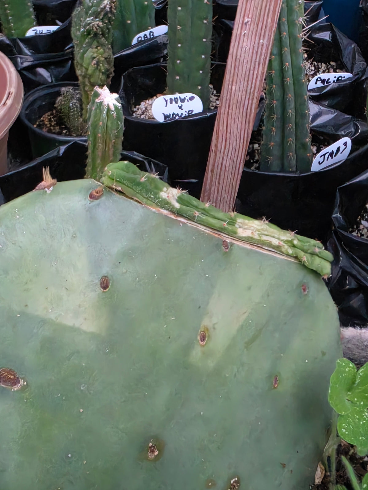 Trichocereus graft
