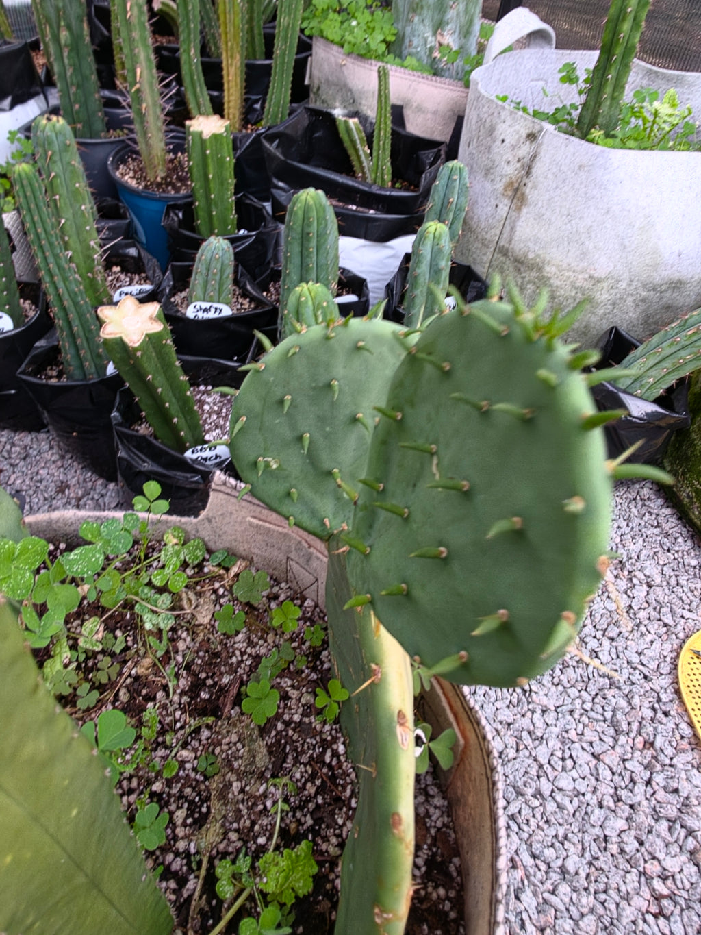 Eastern prickly pear pads
