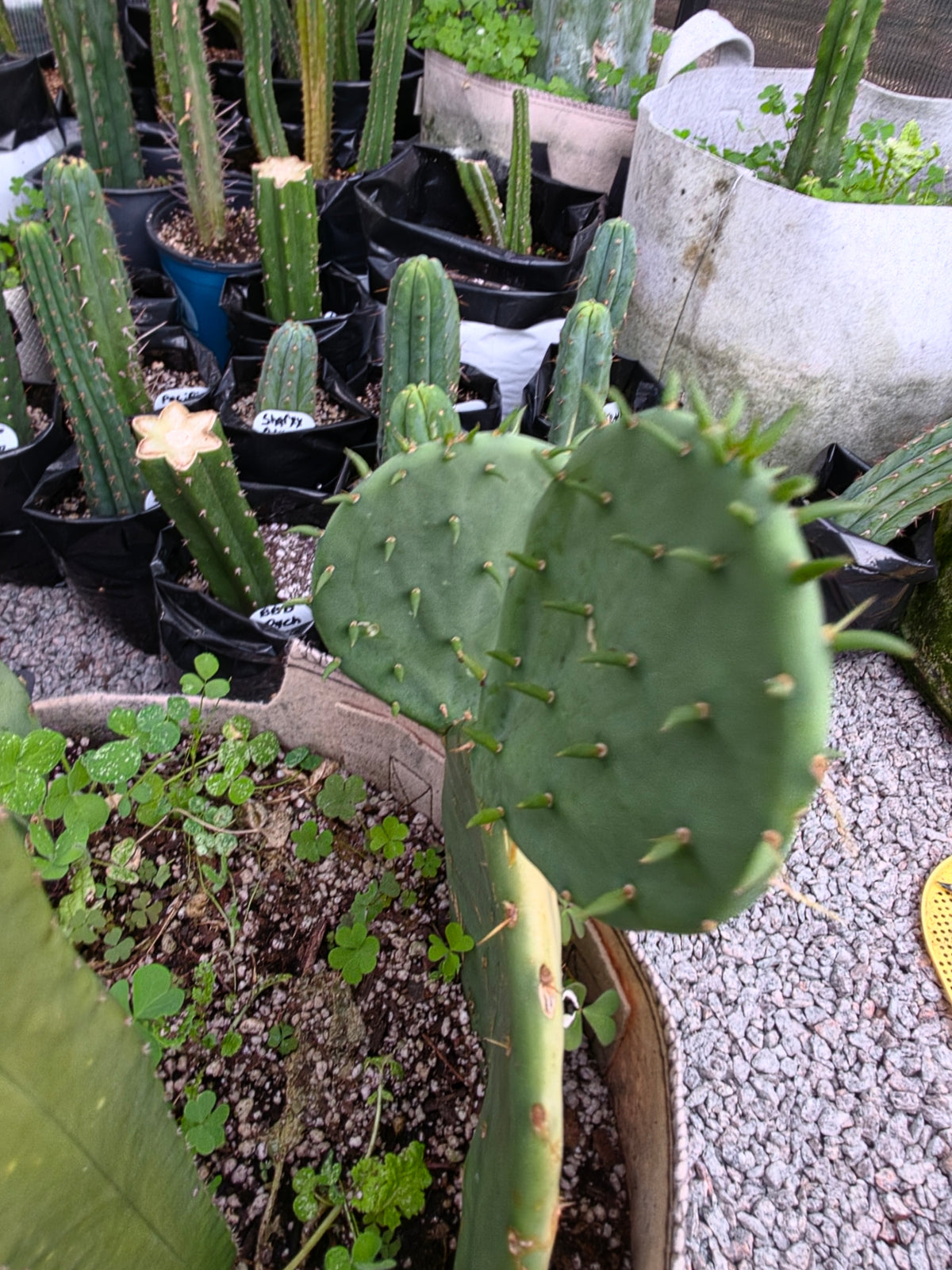 Eastern prickly pear pads