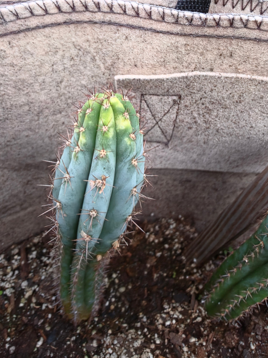 Varagated blue peru