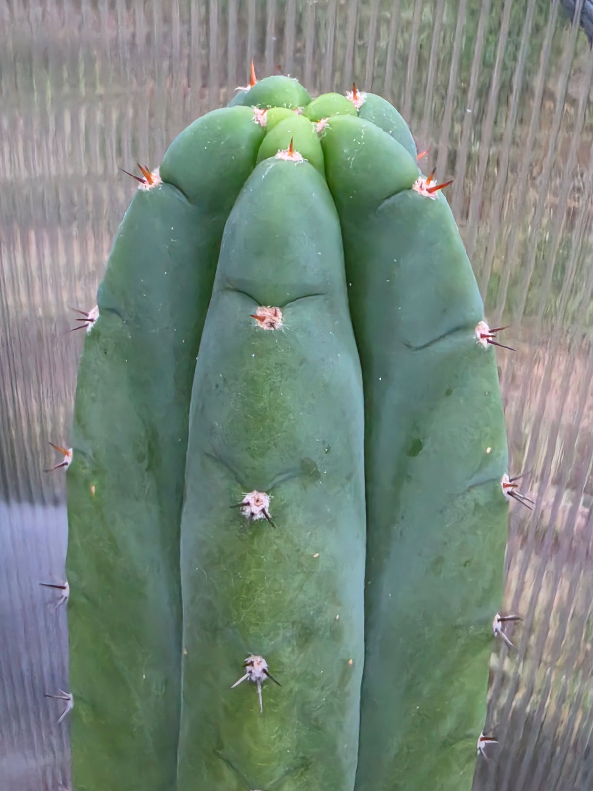 Notchy trichocereus