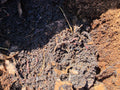 Finished compost