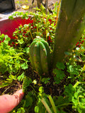NOID trichocereus pup