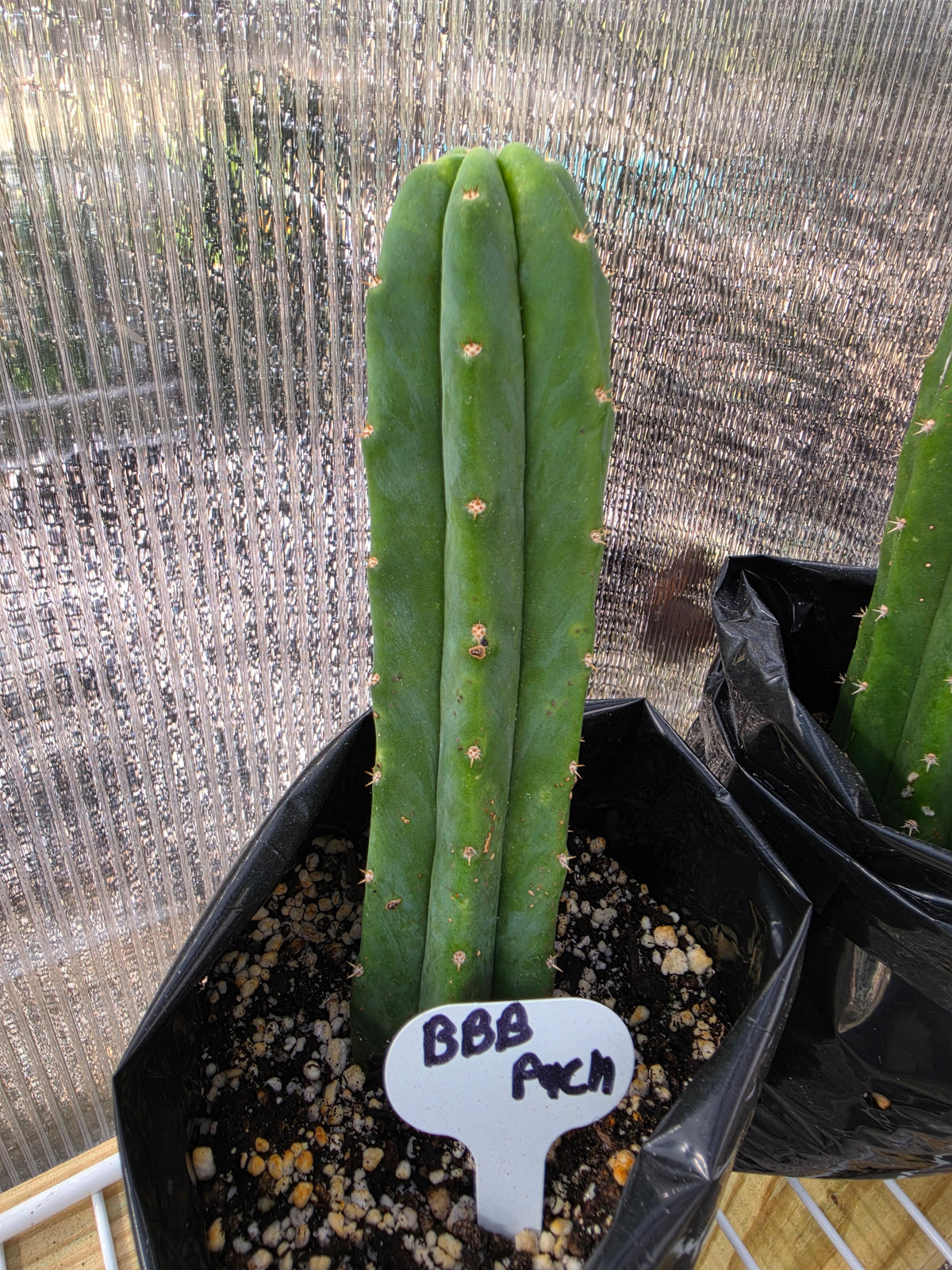BBB pachanoi