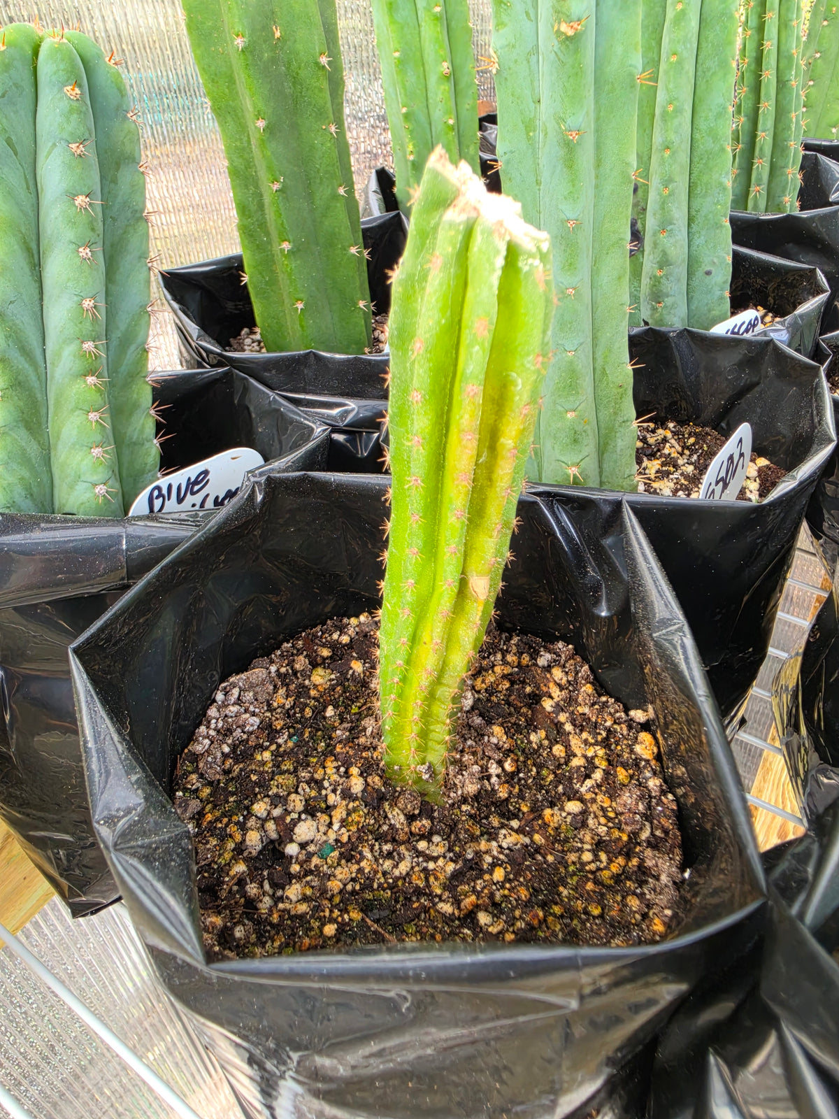 NOID trichocereus
