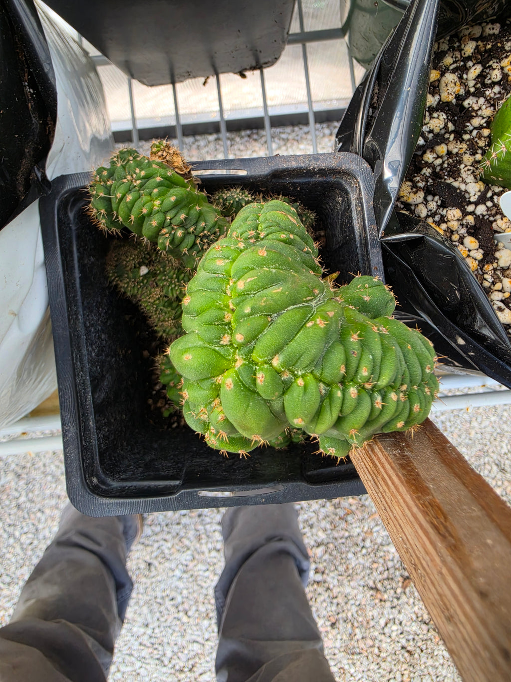 Multiple crest tpm stand