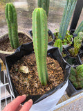 NOID trichocereus and stump
