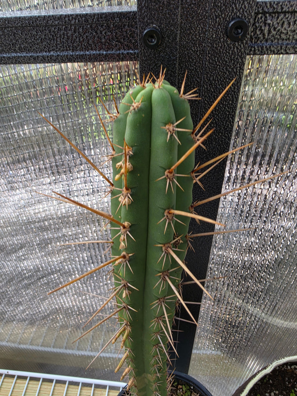 NOID trichocereus