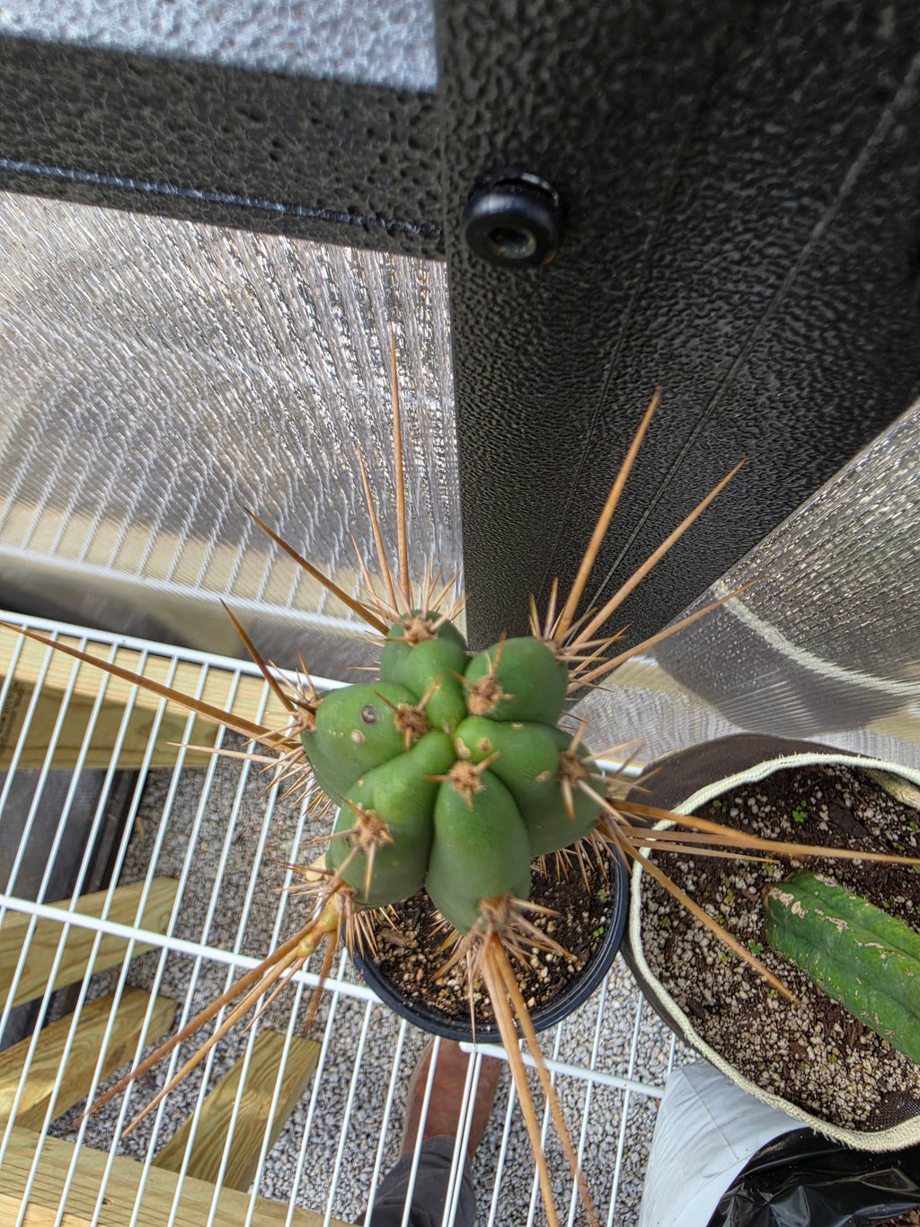 NOID trichocereus