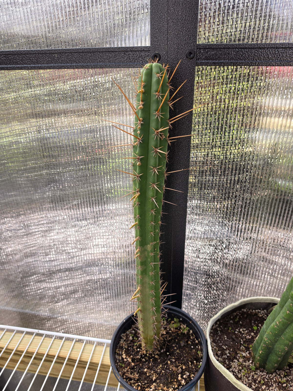 NOID trichocereus