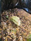 2 trichocereus stumps and 1 yearling