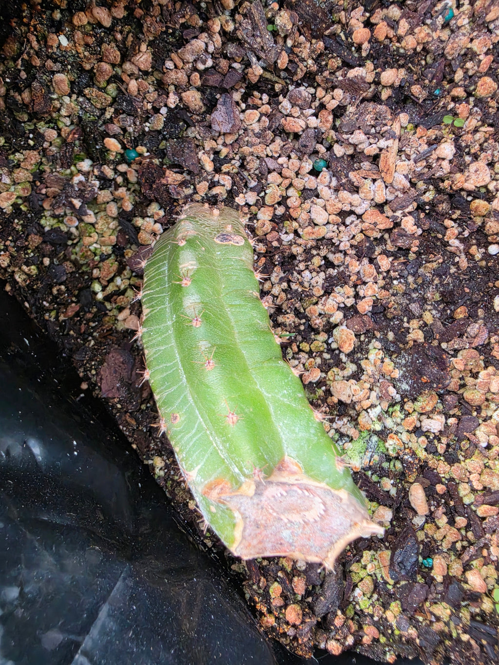 2 trichocereus stumps and 1 yearling