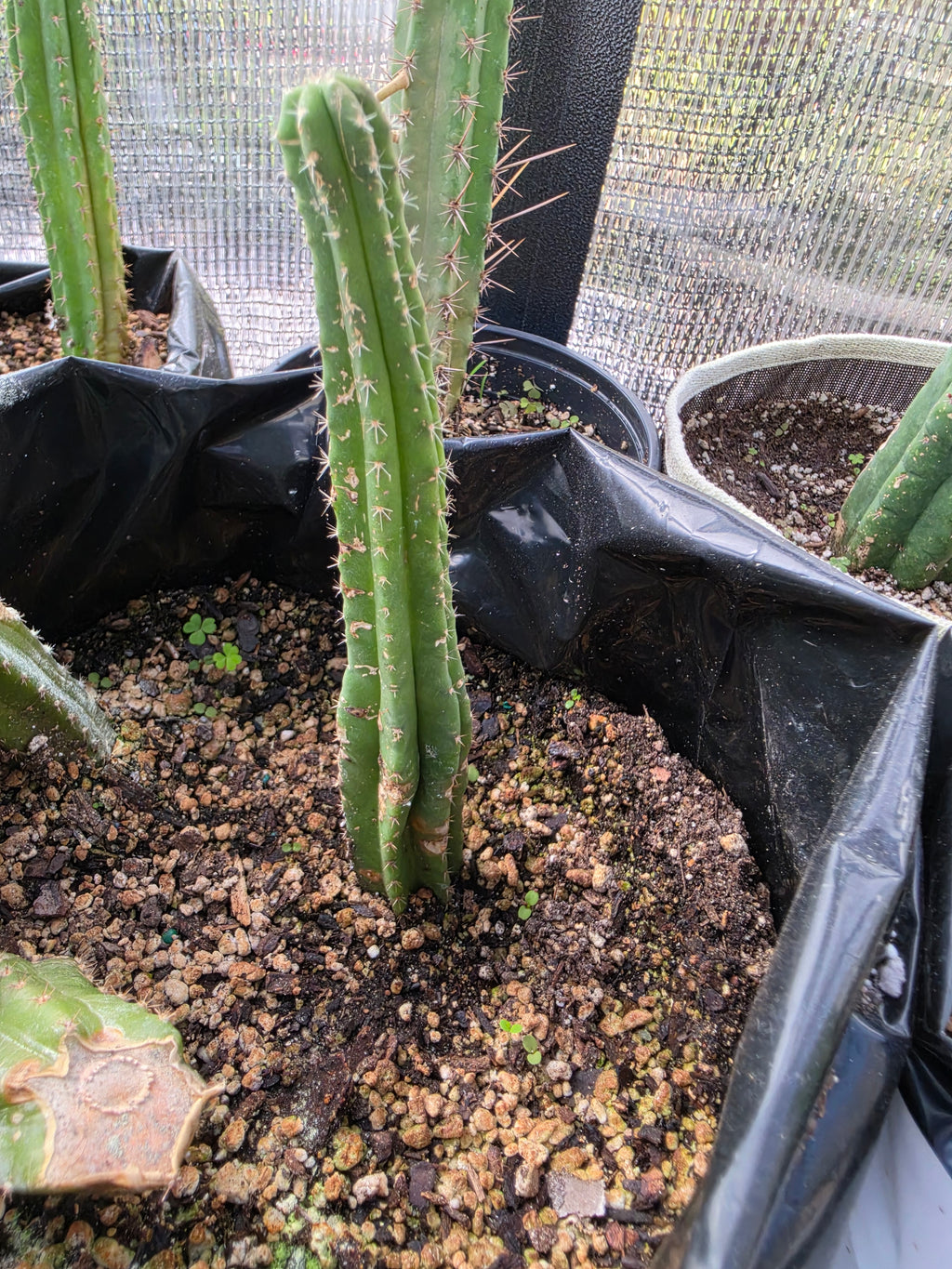2 trichocereus stumps and 1 yearling
