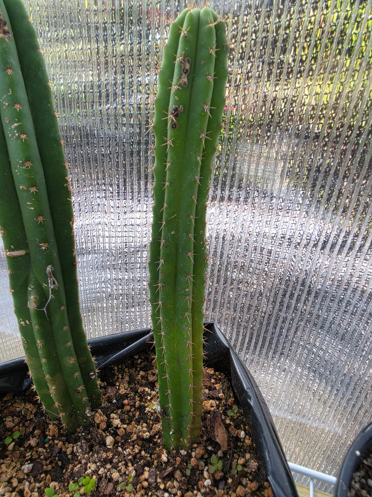 3 trichocereus yearlings