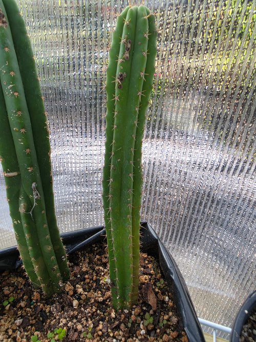 3 trichocereus yearlings