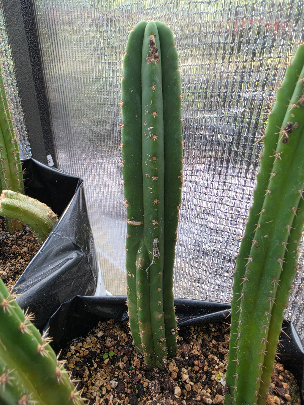3 trichocereus yearlings