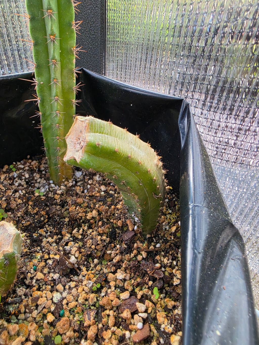 Yearling, stump with 2 pups, stump