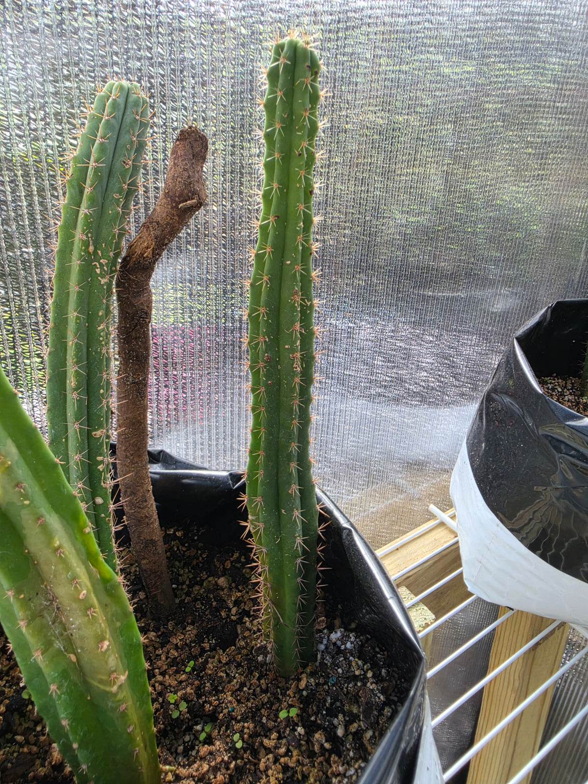 3 trichocereus yearlings