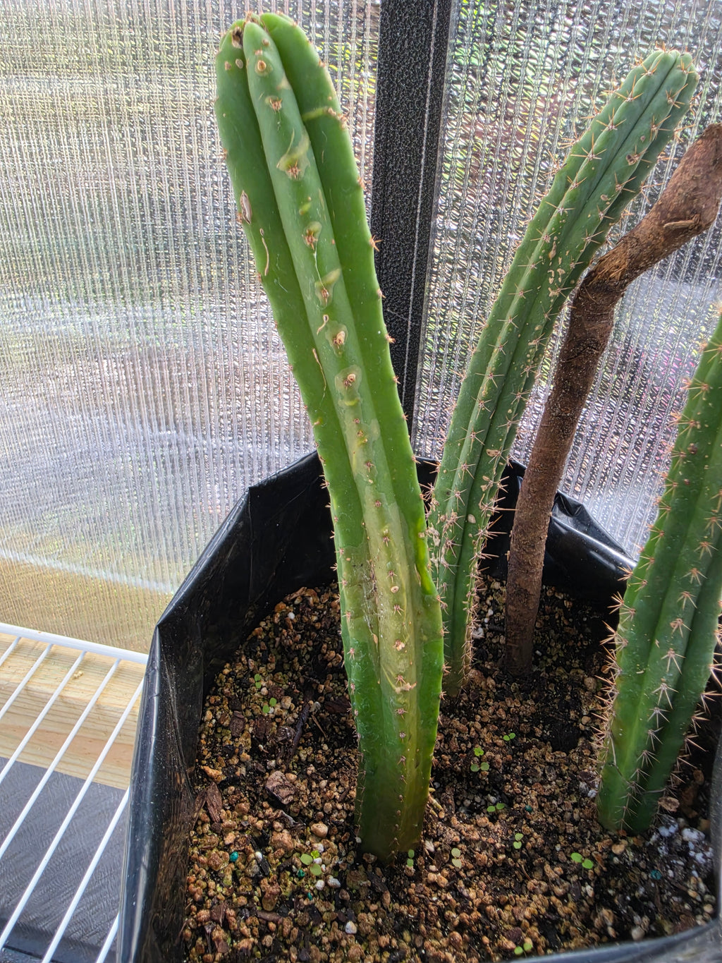 3 trichocereus yearlings