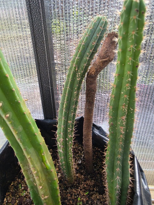 3 trichocereus yearlings