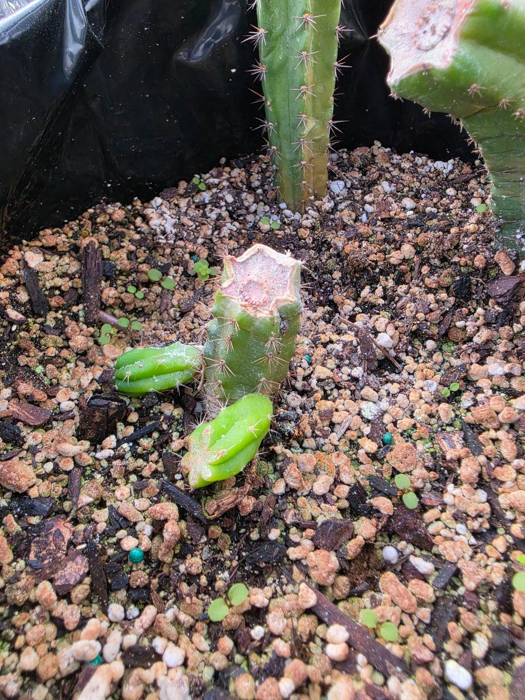 Yearling, stump with 2 pups, stump