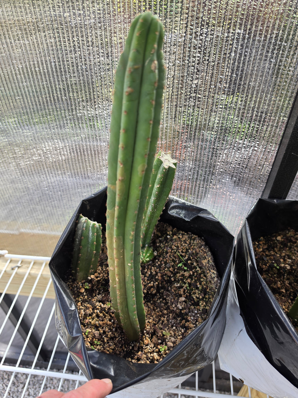 Yearling, ½ Yearling with pup, stump