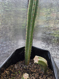 Yearling, stump with 2 pups, stump