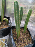 3 trichocereus yearlings