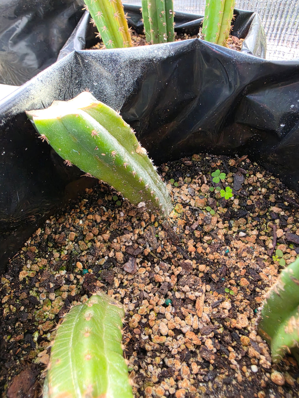 2 trichocereus stumps and 1 yearling