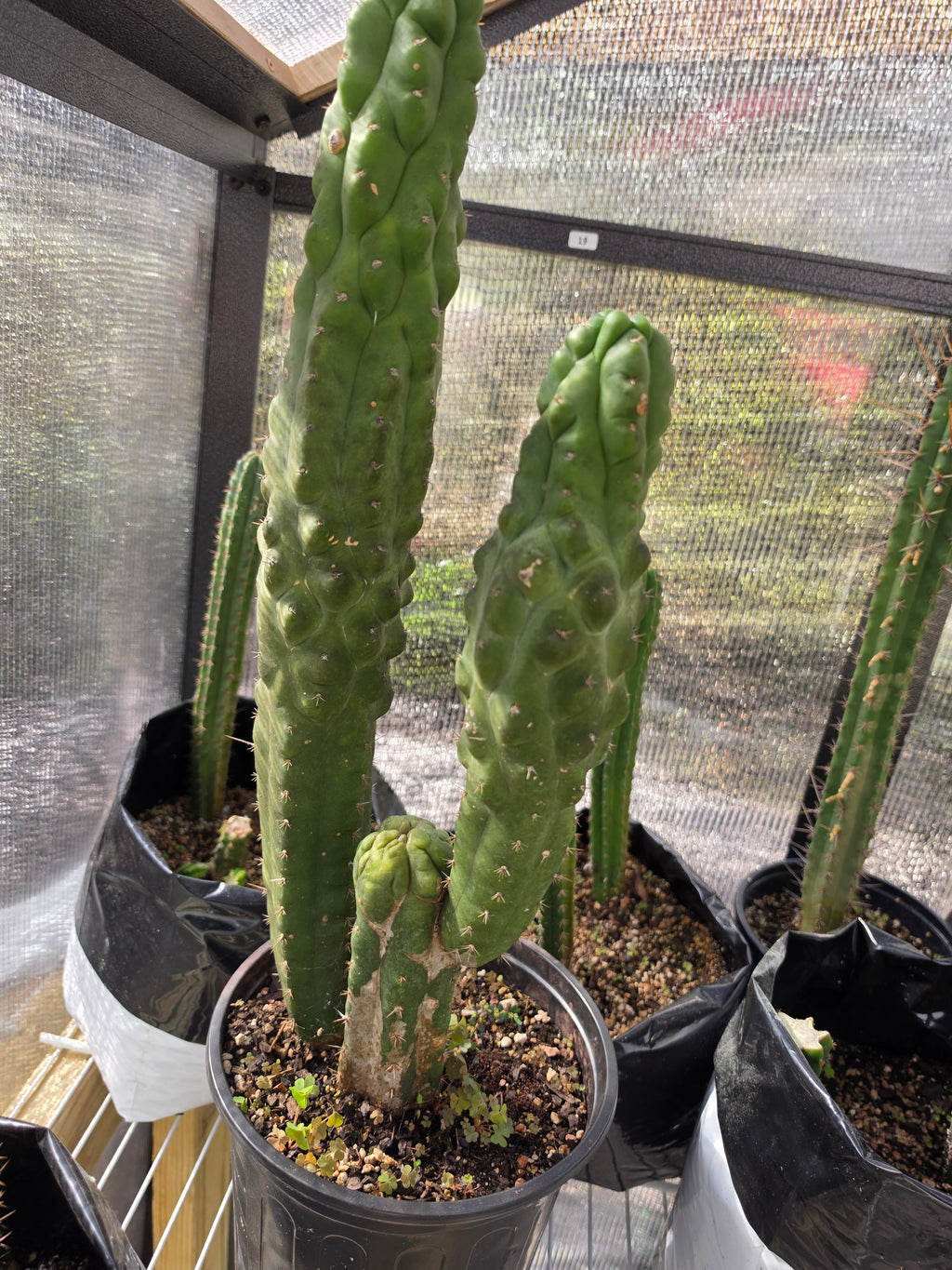 Tpm full plant