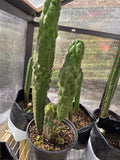 Tpm full plant