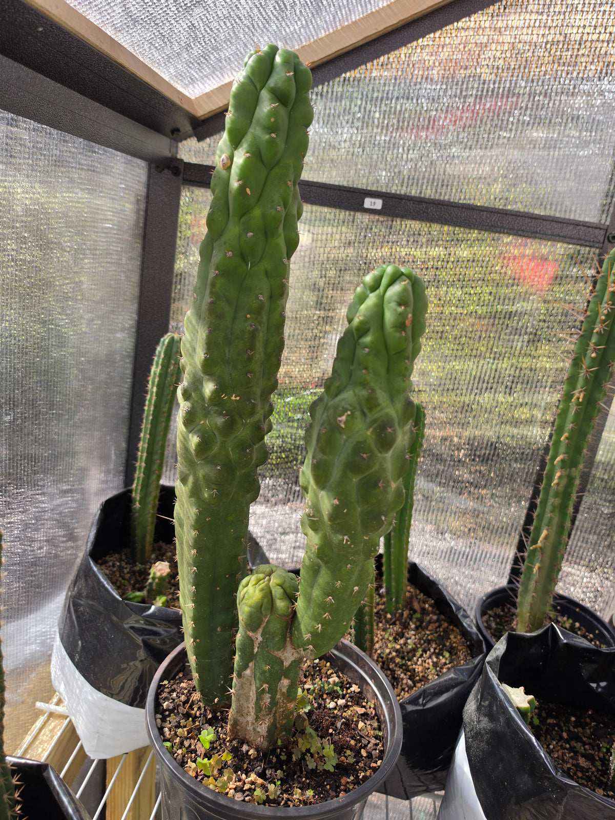 Tpm full plant