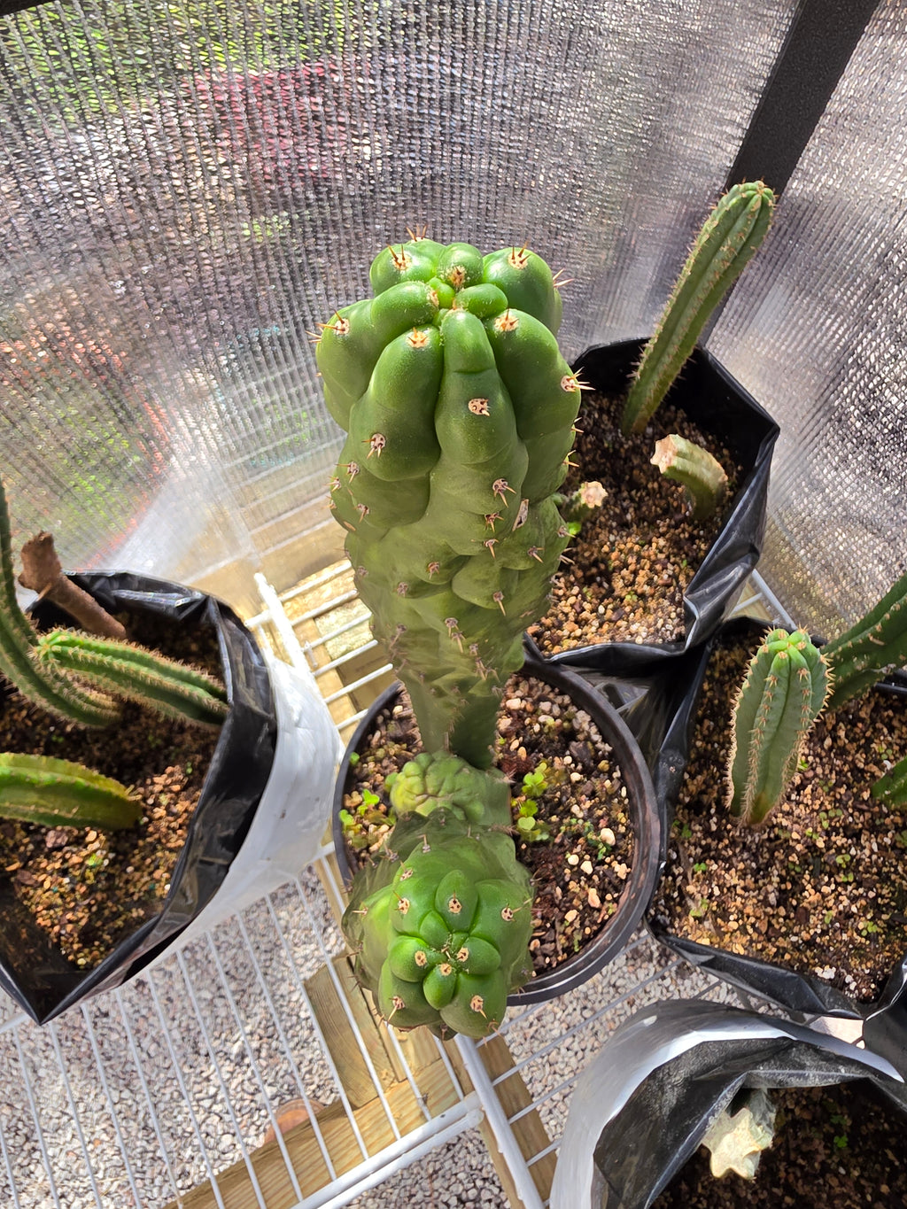 Tpm full plant