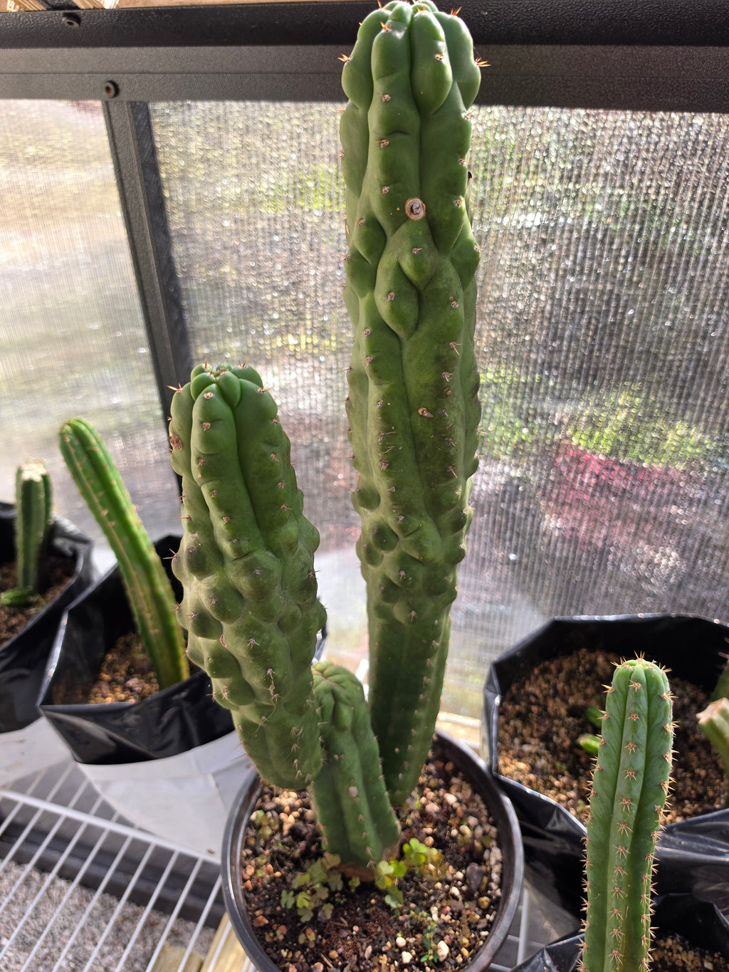 Tpm full plant